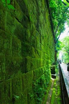 苔むした壁 苔むした壁 苔,コケ,自然の写真素材