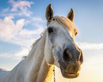 優しそうな馬の写真