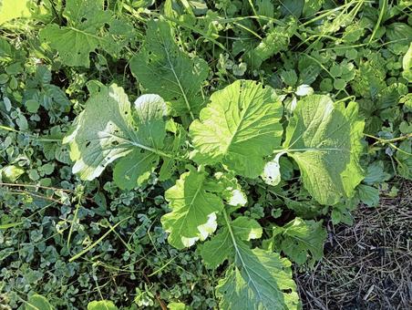 葉っぱ38 葉っぱ38 自然,屋外で,草の写真素材