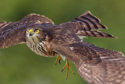 飛び出すツミの幼鳥 ツミ,雀鷹,幼鳥の写真素材