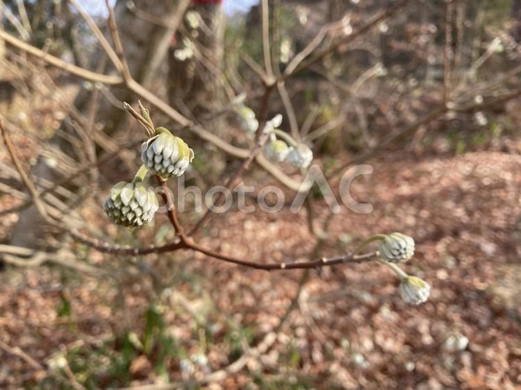 冬のハイキング　ミツマタのつぼみ ミツマタ,つぼみ,1月の写真素材