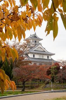 秋の長浜城 長浜城,紅葉,秋の写真素材
