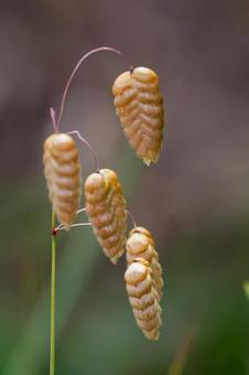 小判草01 小判草01 コバンソウ,小判草,スズガヤの写真素材