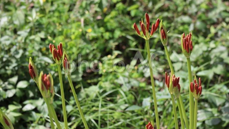 秋深し曼殊沙華のまつり 曼殊沙華,彼岸花,まんじゅしゃげの写真素材