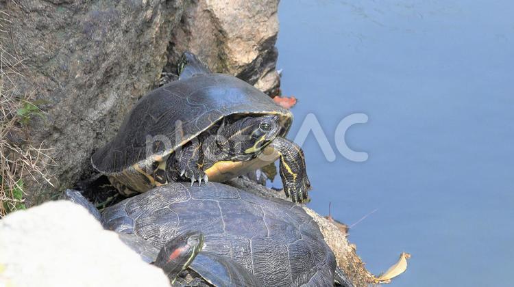 【アカミミガメ】皆で日向ぼっこ アカミミガメ,ミドリガメ,日向ぼっこの写真素材