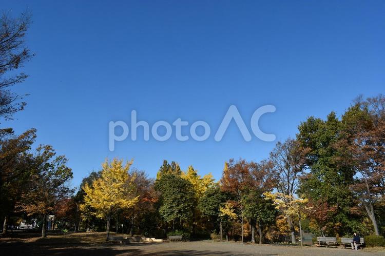 初冬の朝の横浜市北部の遊歩道の紅葉 紅葉,色付き,木々の写真素材