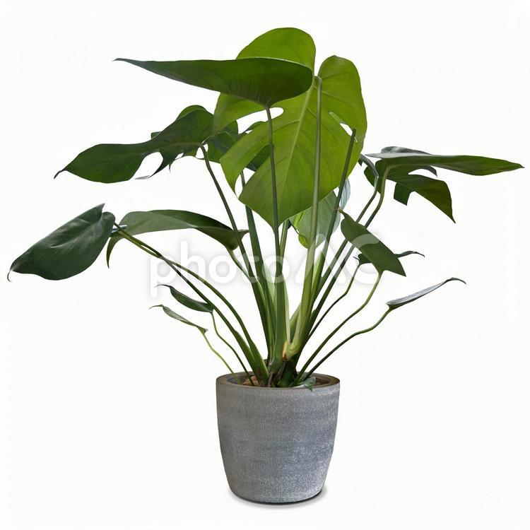 観葉植物の切抜き（PSD背景透過可） 観葉植物,キリヌキ,白背景の写真素材