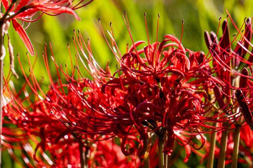 Cluster amaryllis on a clear autumn day, JPG