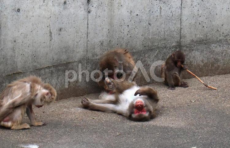 日本猿の毛づくろいシーン 日本猿の毛づくろいシーン 日本猿,ニホンザル,浜松市動物園の写真素材