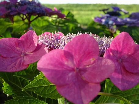 あじさいの花 あじさいの花の写真
