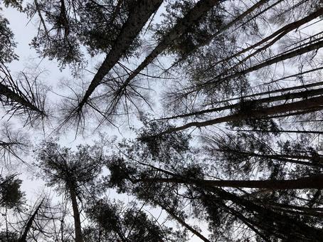 木 木,自然,冬の写真素材