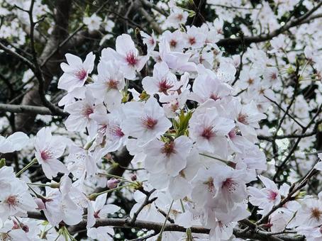 Cherry blossom petals, JPG Cherry blossom petals, JPG