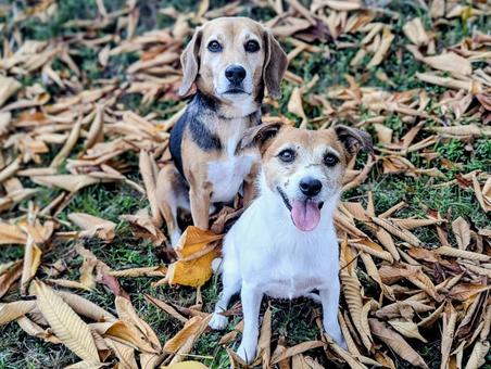 秋の絨毯④ 犬,ビーグル,ジャックラッセルテリアの写真素材