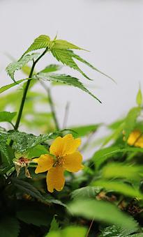 やまぶきの写真