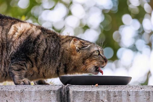 京都哲学の道での野良猫 京都哲学の道での野良猫の写真