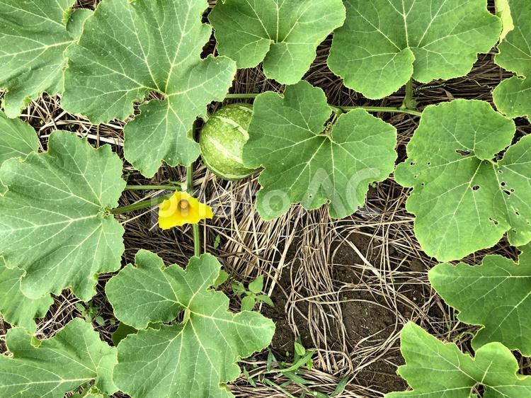 畑のかぼちゃ04 かぼちゃ,畑,植物の写真素材