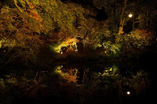 Autumn leaves reflection at night, JPG