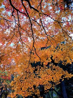 紅葉　北海道 紅葉狩り,秋,紅葉の写真素材