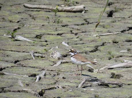 農閑期の畑に降り立ったコチドリ 農閑期の畑に降り立ったコチドリの写真