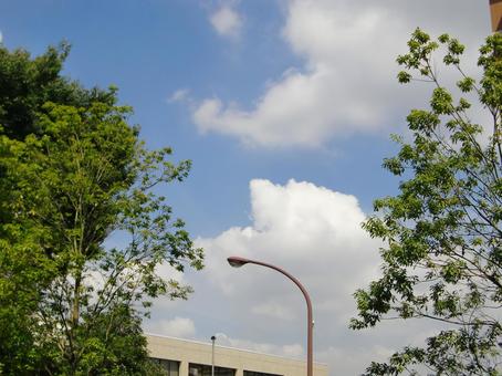 樹々と青空-3 樹々と青空-3 樹々,木,幹の写真素材