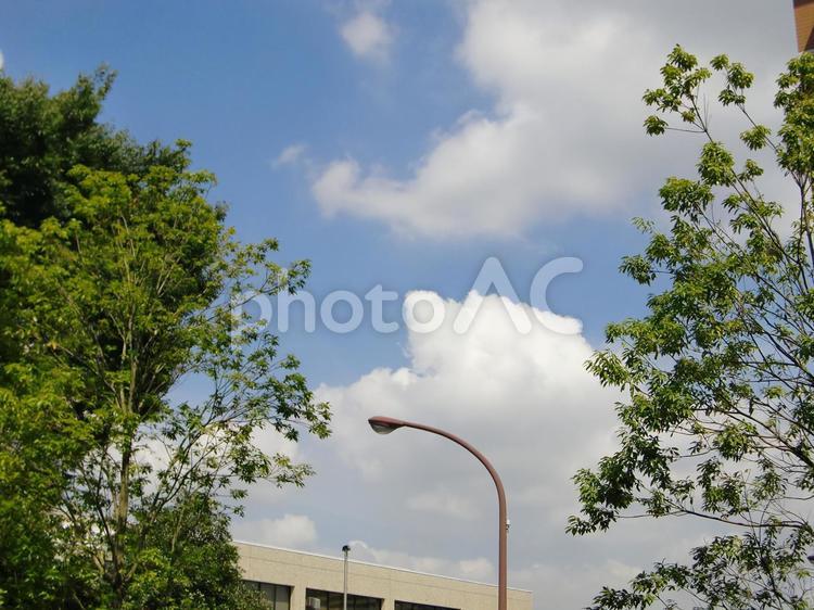 樹々と青空-3 樹々,木,幹の写真素材