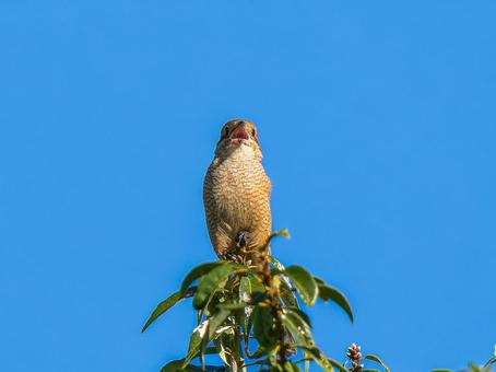 枝にとまるモズ モズ,百舌鳥,野鳥の写真素材