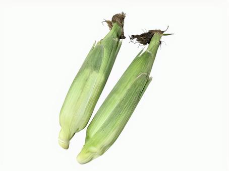 とうもろこし2本 とうもろこし2本 野菜,とうもろこし,夏野菜の写真素材
