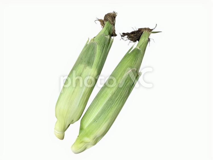 とうもろこし2本 野菜,とうもろこし,夏野菜の写真素材
