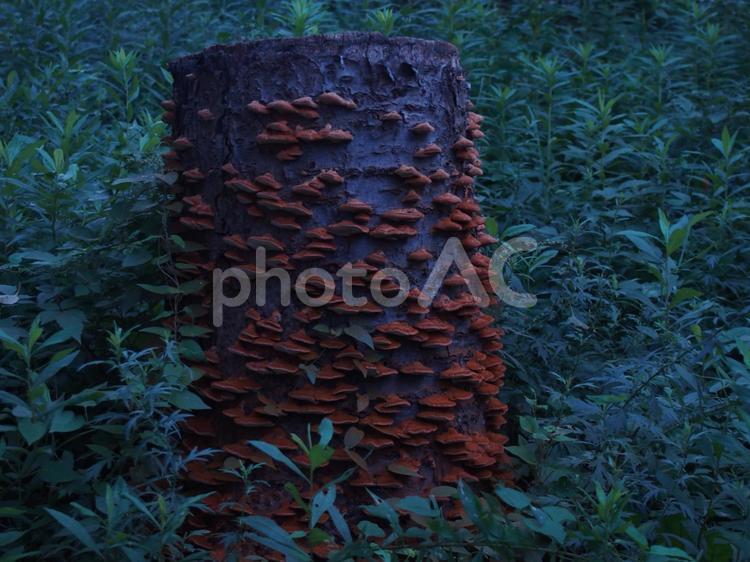 きのこが生えた木 グリーン,背景,木の写真素材