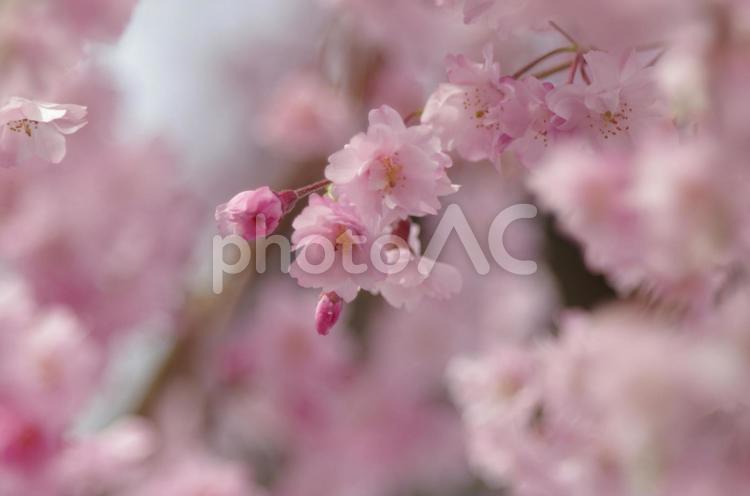 しだれ桜 桜,しだれ桜,春の写真素材