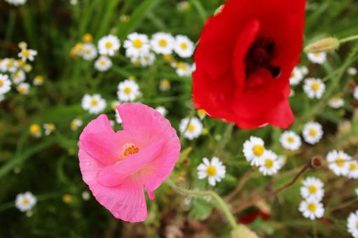 flower, JPG flower, JPG