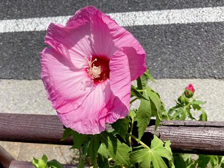 タイタンビカスの写真