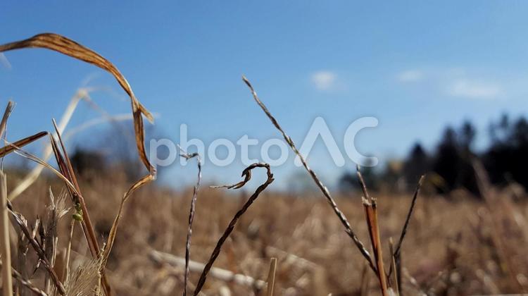 枯れた蕎麦 自然,空,晴れの写真素材