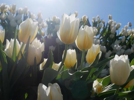 Cute flower tulip, JPG