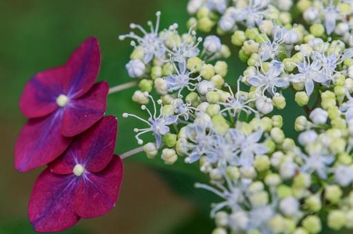 Hydrangea, JPG