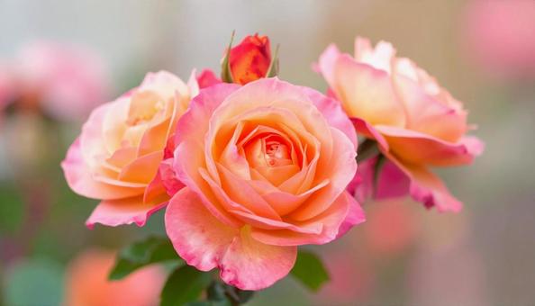秋の花 薔薇 ピンク色 秋の花 薔薇 ピンク色の写真