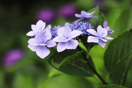 初夏の美しい紫陽花 初夏の美しい紫陽花の写真