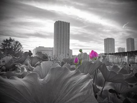 蓮_モノクローム2 蓮,睡蓮,モノクロームの写真素材