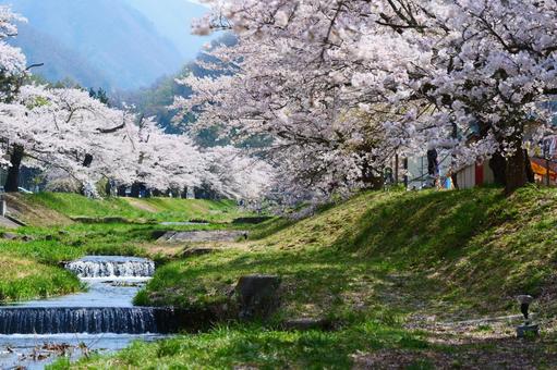 観音寺川の桜並木 観音寺川の桜並木 桜,さくら,ソメイヨシノの写真素材