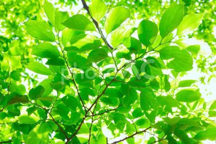 木漏れ日 木漏れ日,新緑,バックグランドの写真素材