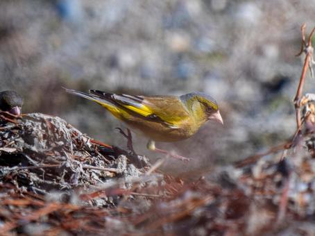 地面を歩くカワラヒワ 地面を歩くカワラヒワの写真