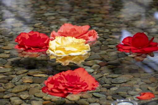 水面 花びら 水面,花びら,花の写真素材