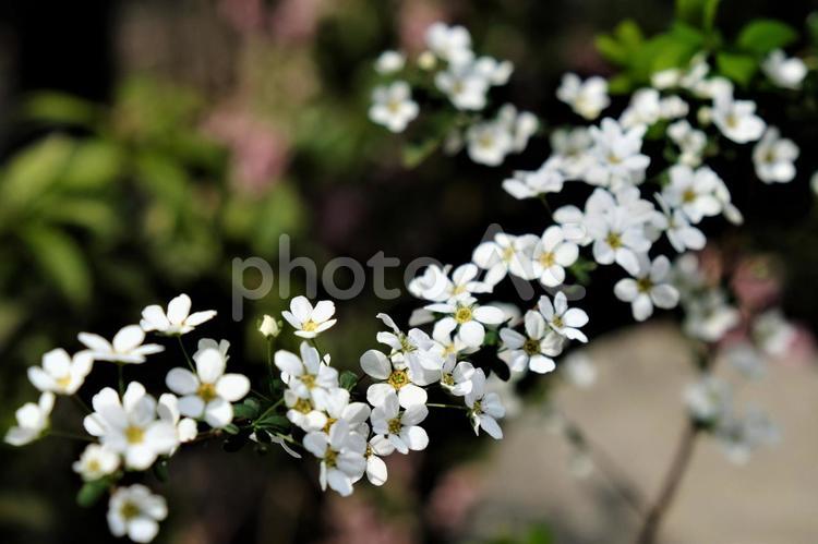 福徳の森の花々12 屋外,日本,日本橋の写真素材