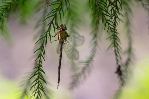 カトリヤンマ カトリヤンマ カトリヤンマ,トンボ,ヤンマの写真素材