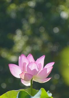 Oga lotus, JPG