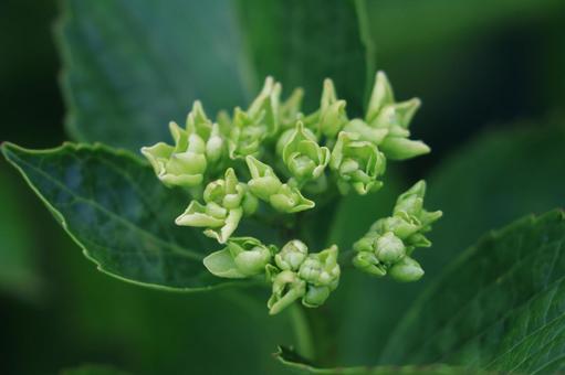 紫陽花 紫陽花,つぼみ,装飾花の写真素材