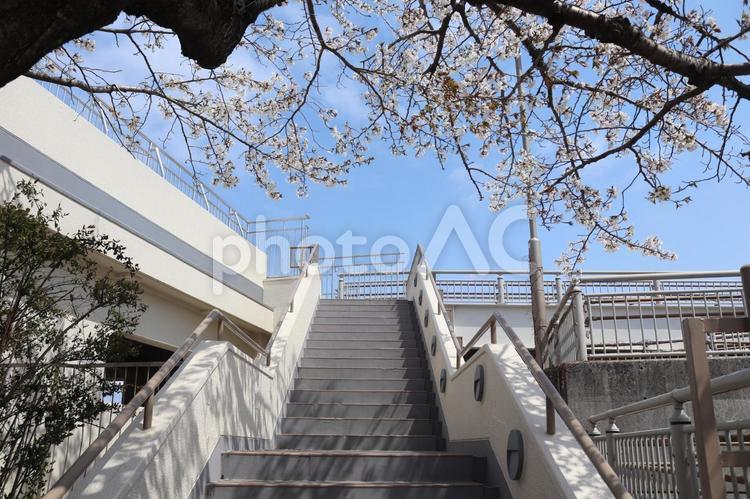 高塔山公園　桜　階段 高塔山,山頂,公園の写真素材