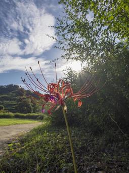 Red spider lilies in the light, JPG