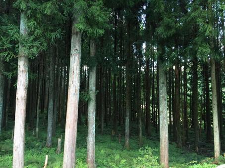 幻想的な杉林 幻想的な杉林の写真
