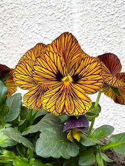 タイガーアイアップ ビオラ,タイガーアイ,花の写真素材